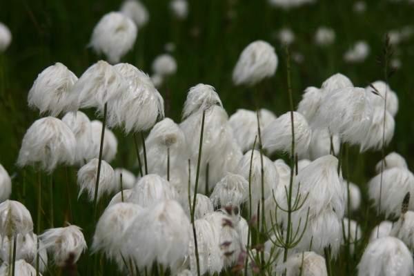 Arctic Flora