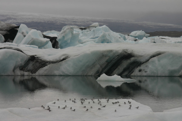 The Ice caps & wildlife