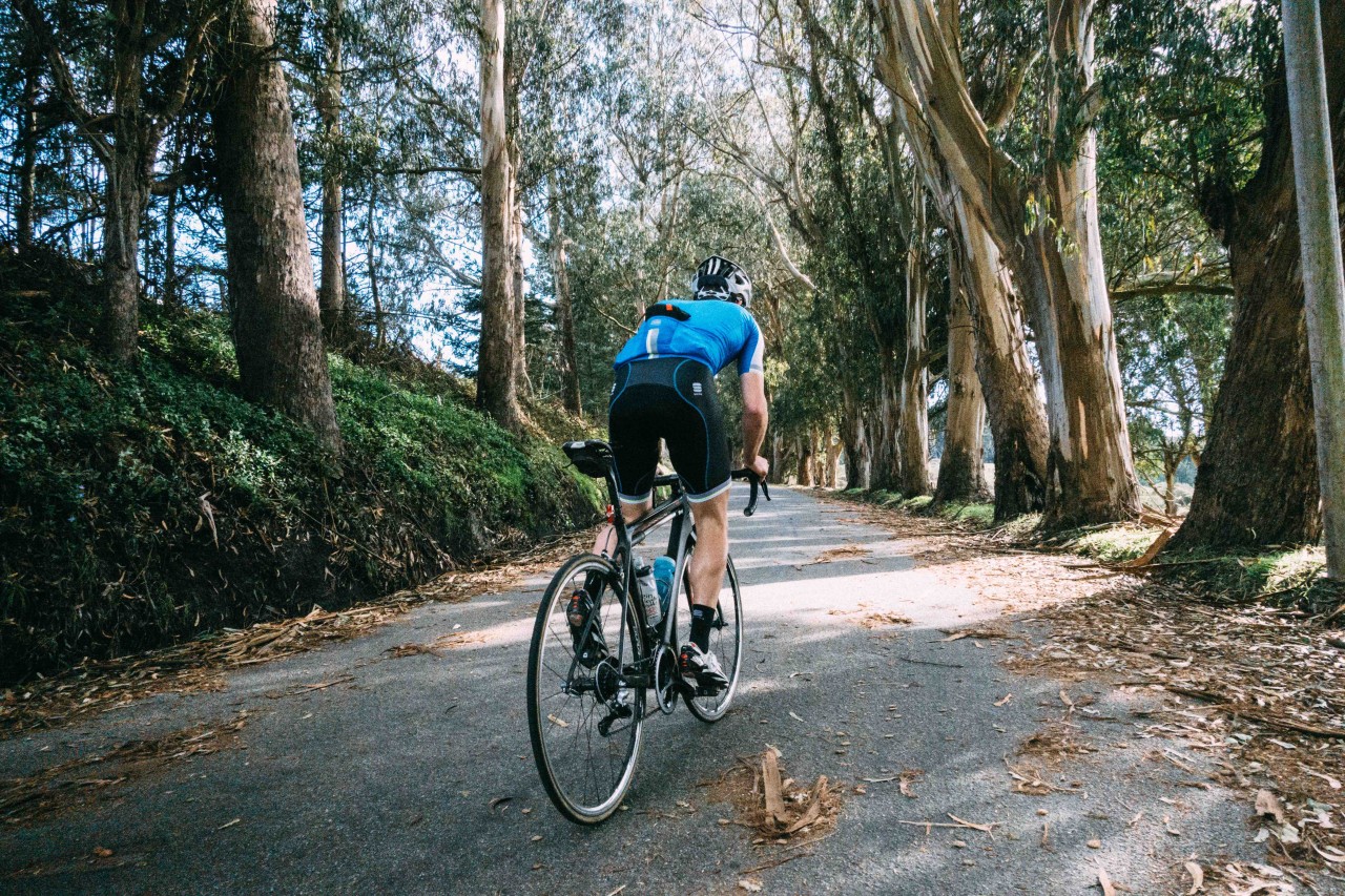 Forests of northern Cali